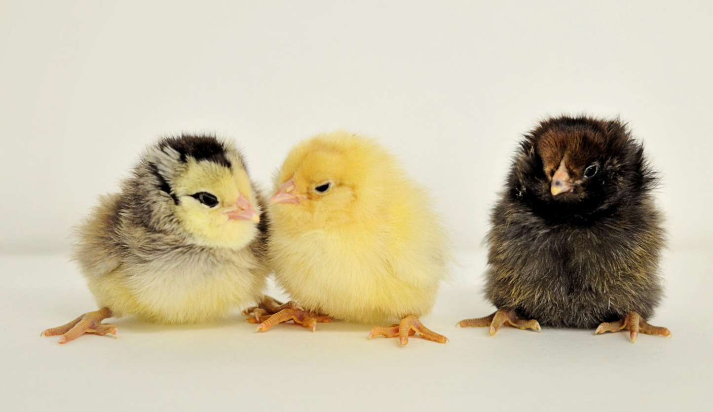 Ameraucana Chicks