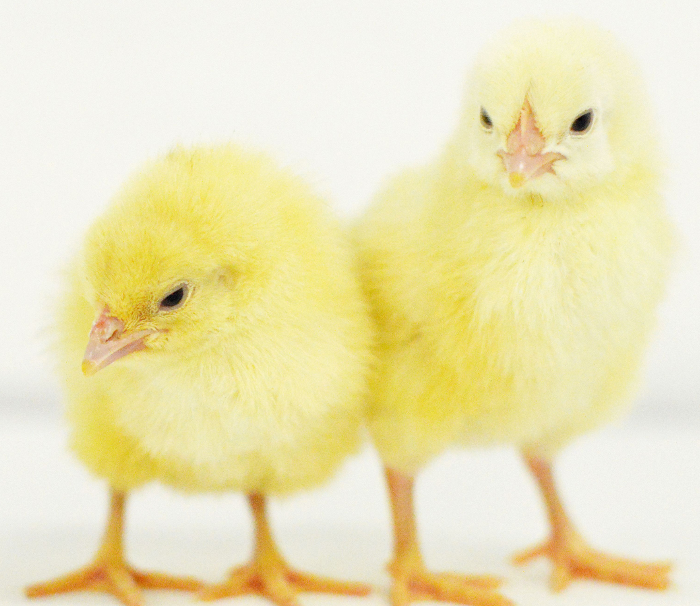 Cornish Cross Broiler Chicks Coming 06/16/2025