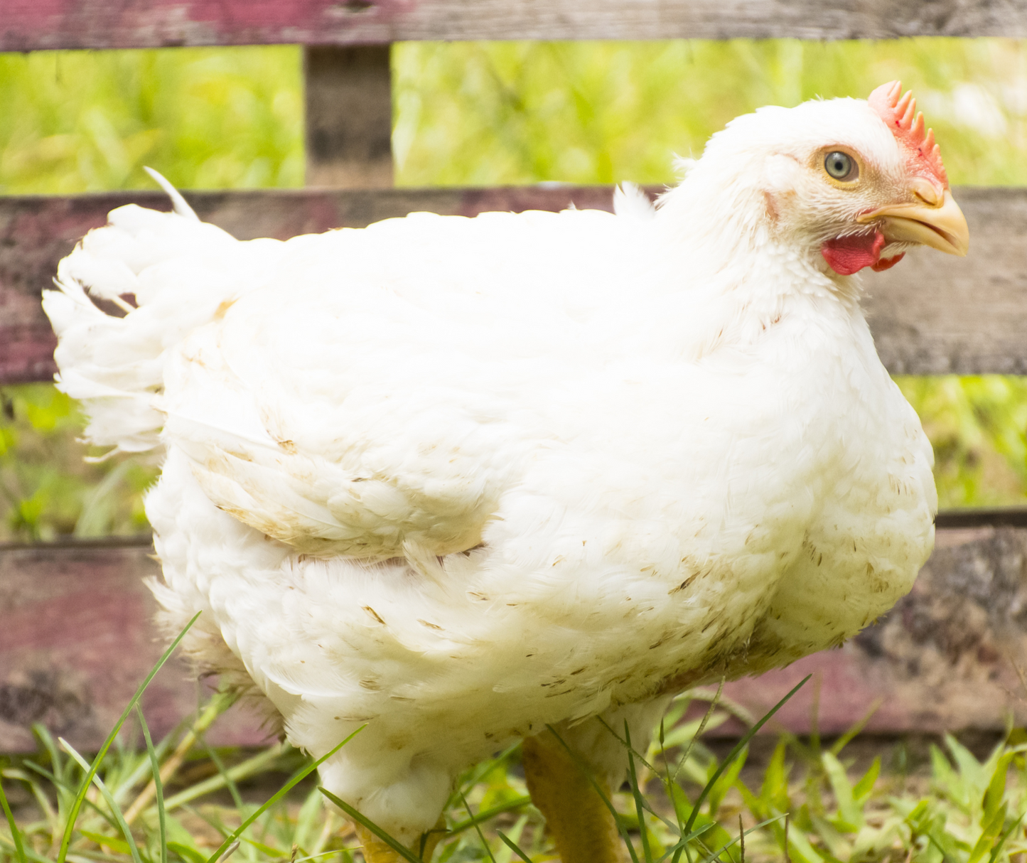 Cornish Cross Broiler Chicks Coming 06/16/2025