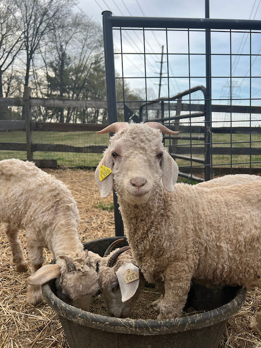 Angora Goats