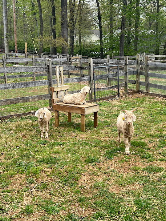 Angora Goats