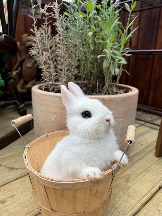 Blanc De Hotot Rabbits