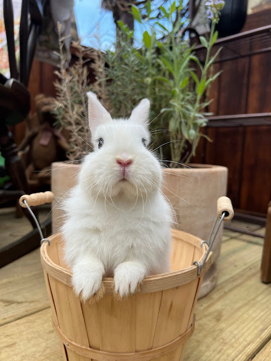 Blanc De Hotot Rabbits