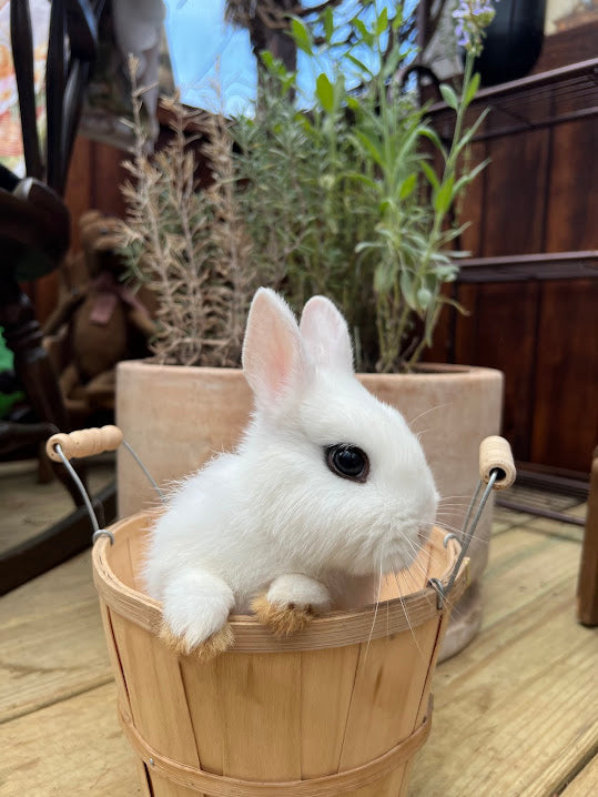 Blanc De Hotot Rabbits