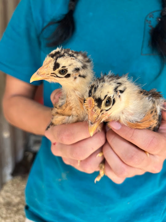 Sicilian Buttercup Chicks