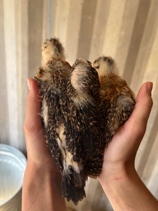 Sicilian Buttercup Chicks