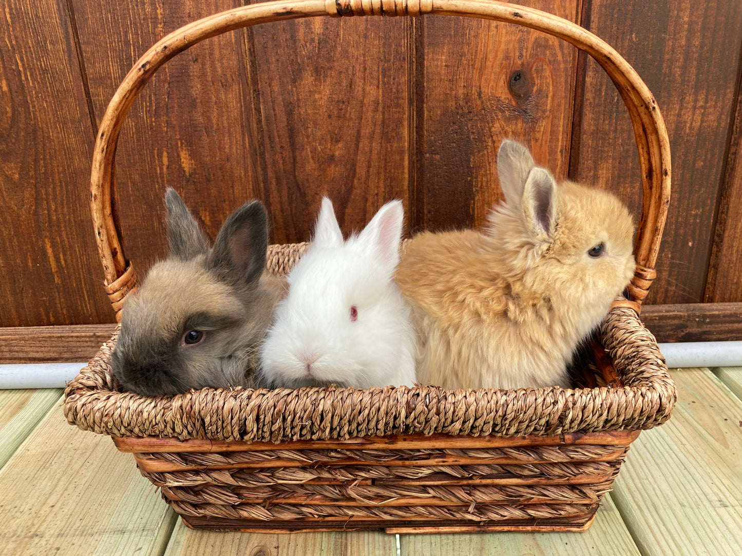 Angora Bunnies Born 03/07/2025
