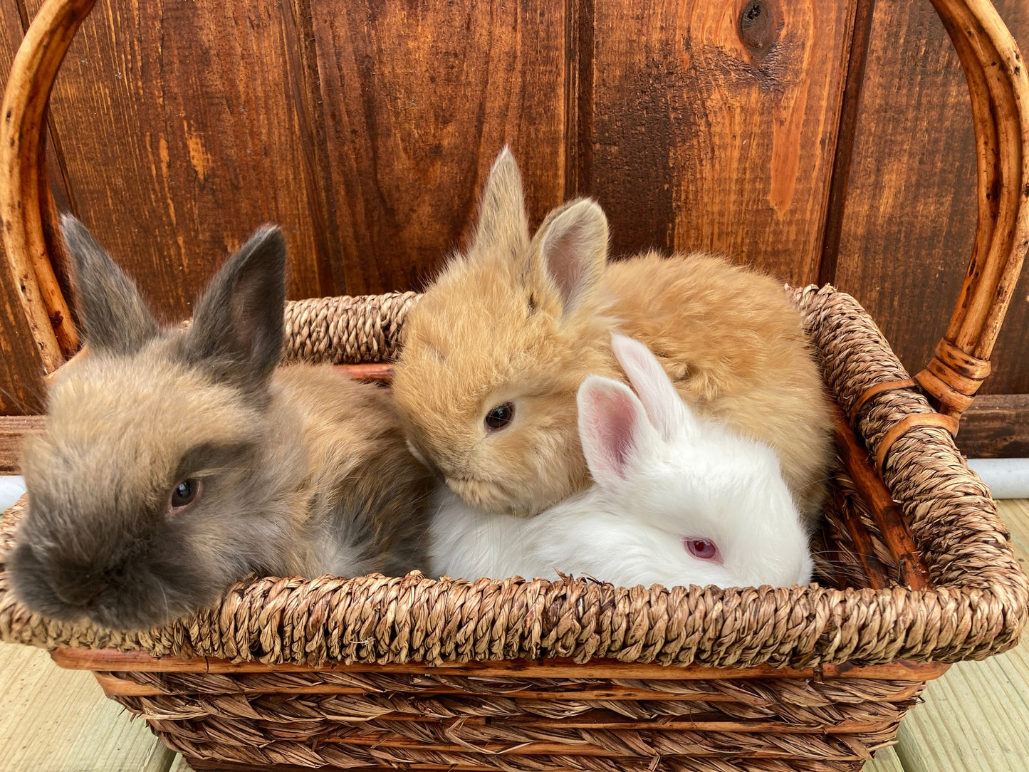 Angora Bunnies Born 03/07/2025