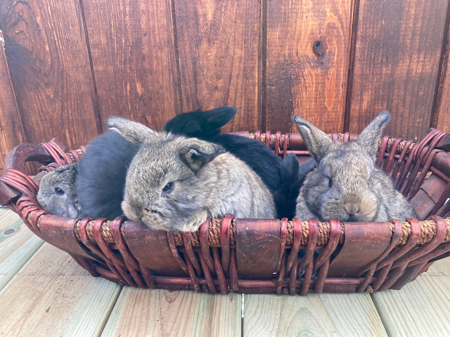Holland Lop Bunnies Born 03/13/2025