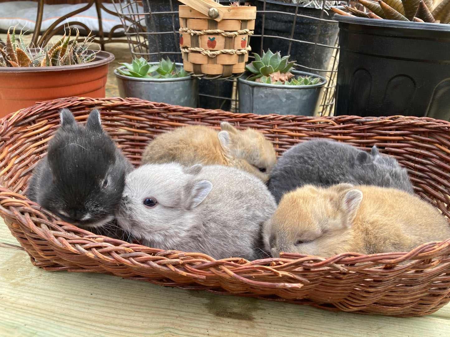 Netherland Dwarf Bunnies Born 3/30/2025