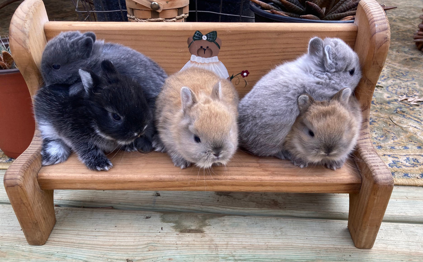 Netherland Dwarf Bunnies Born 3/30/2025