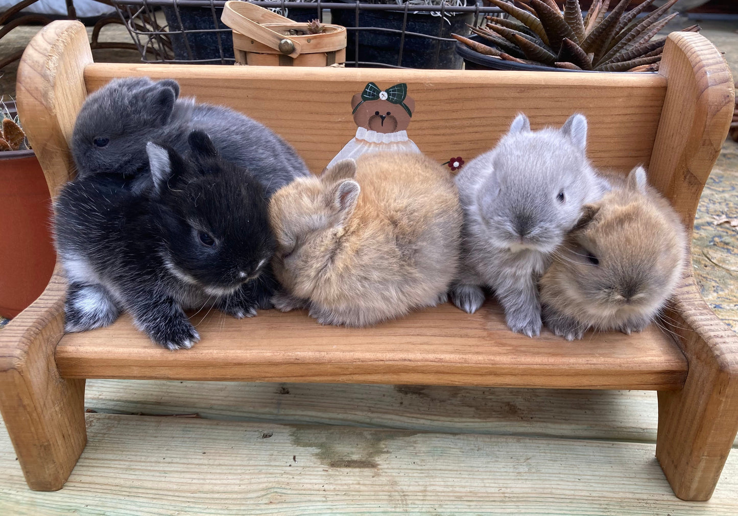 Netherland Dwarf Bunnies Born 3/30/2025