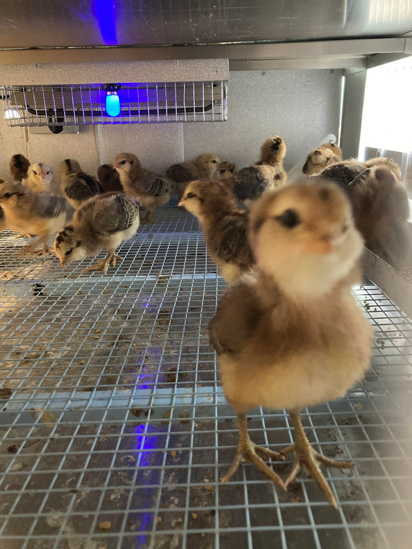 Assorted Color Egg Layers: Chick's Hatched 03/05/2025