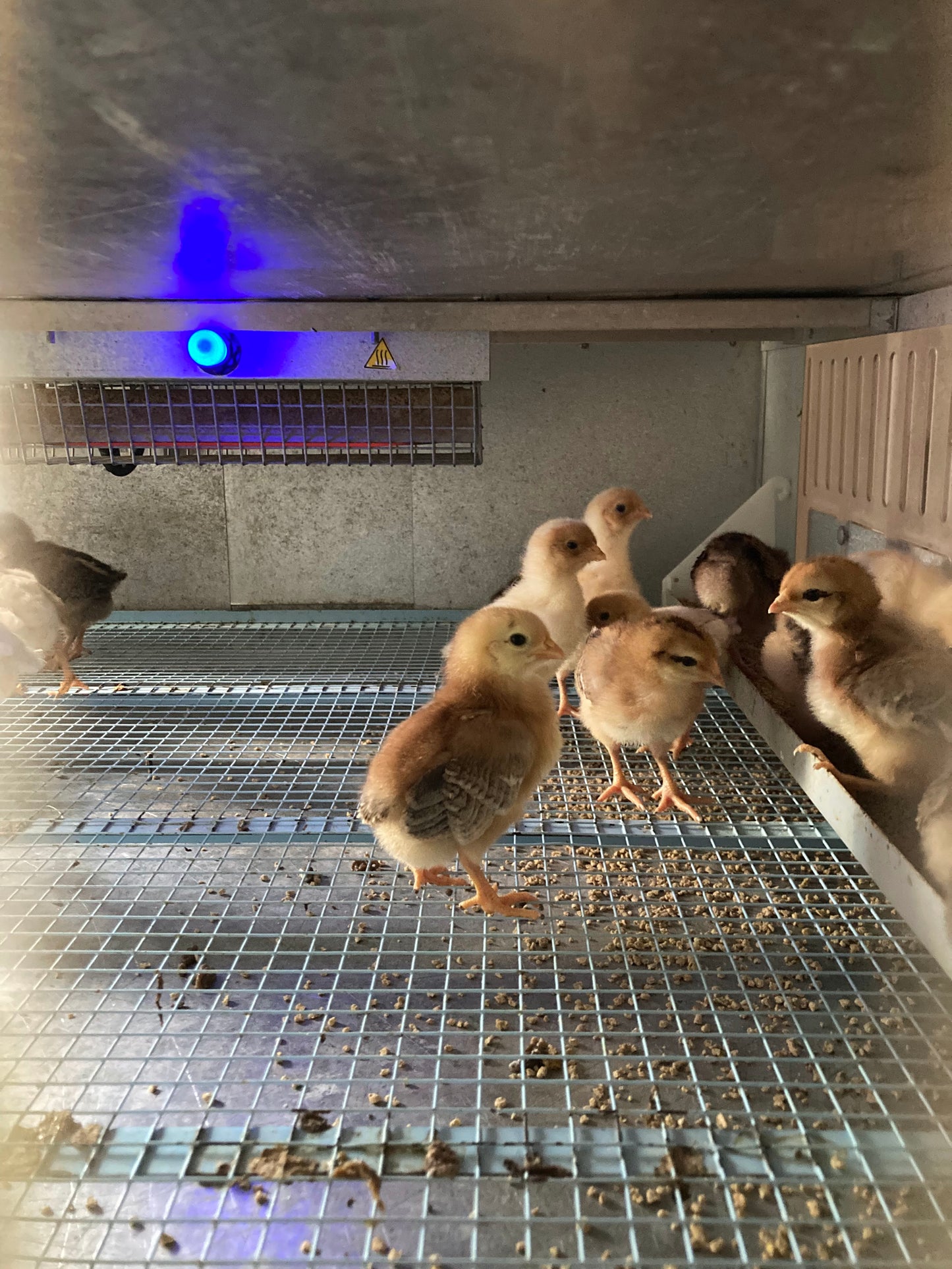 Assorted Color Egg Layers: Chick's Hatched 03/05/2025