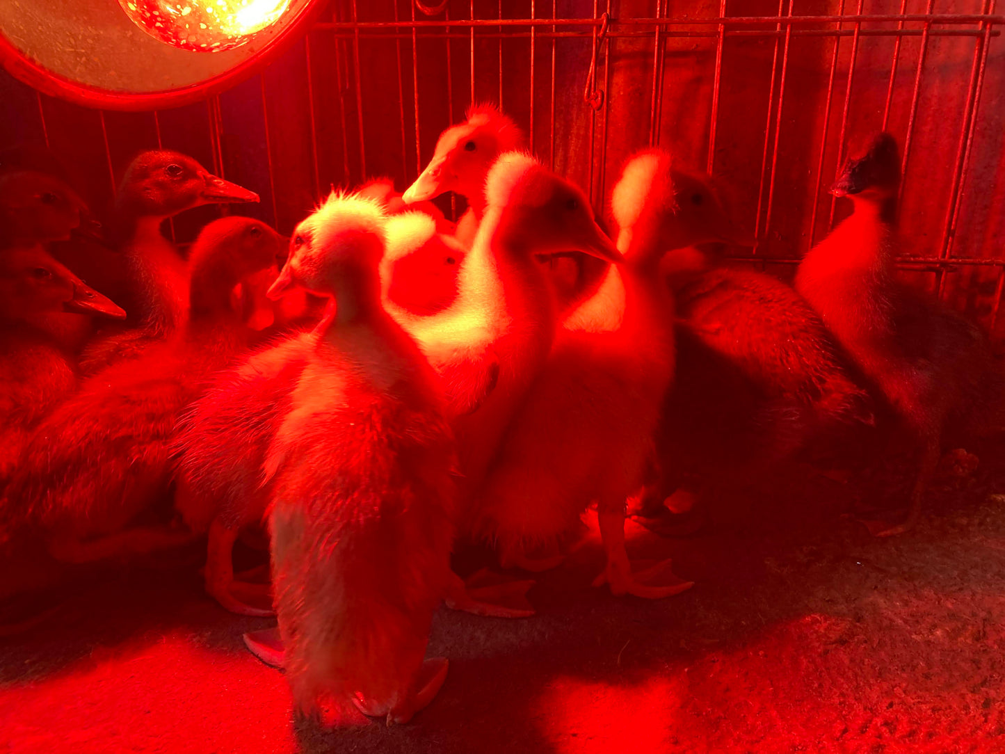 Ducklings Born 02/24/2025