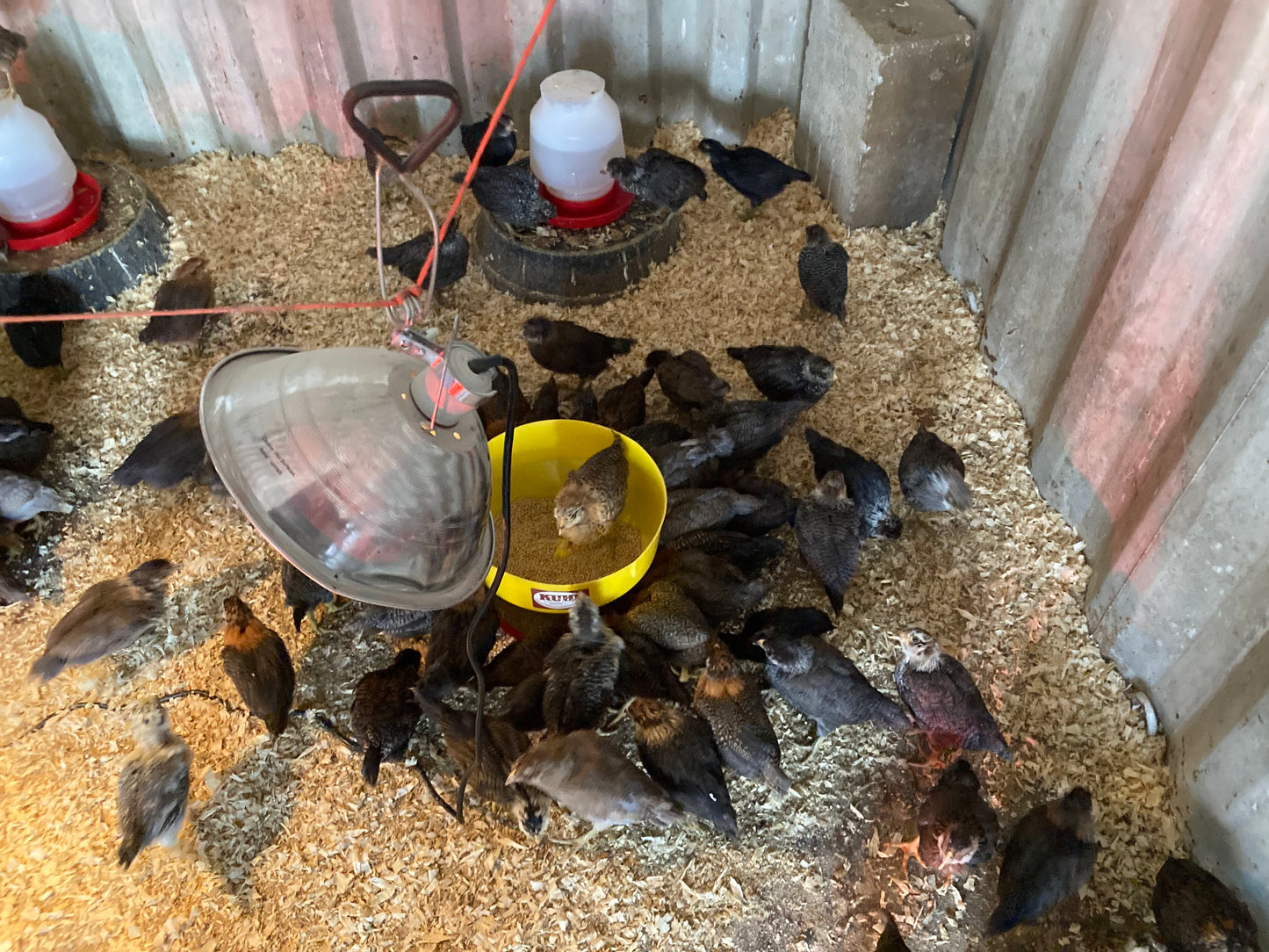 Chicks Hatched 02/10/2025