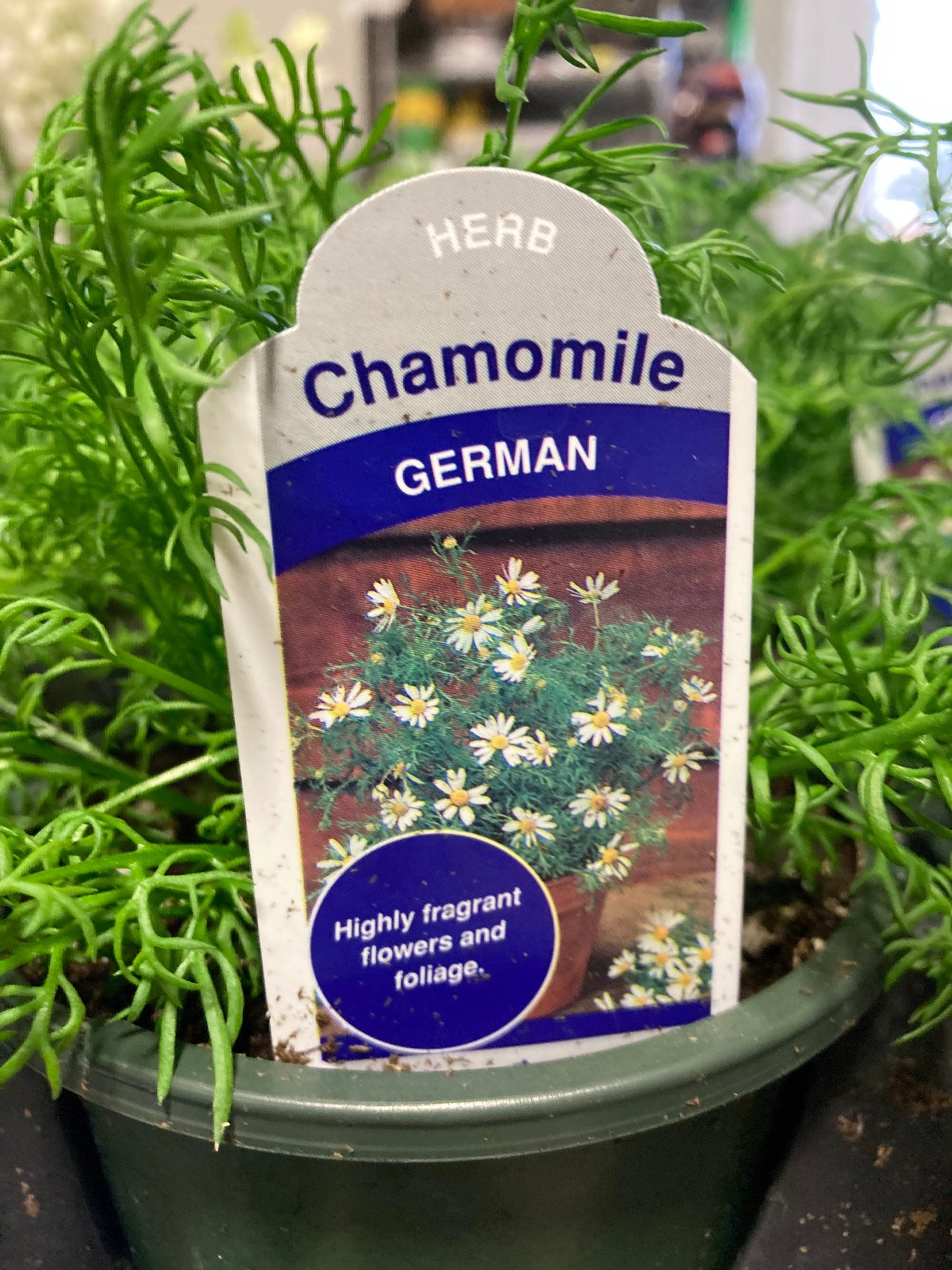 Chamomile