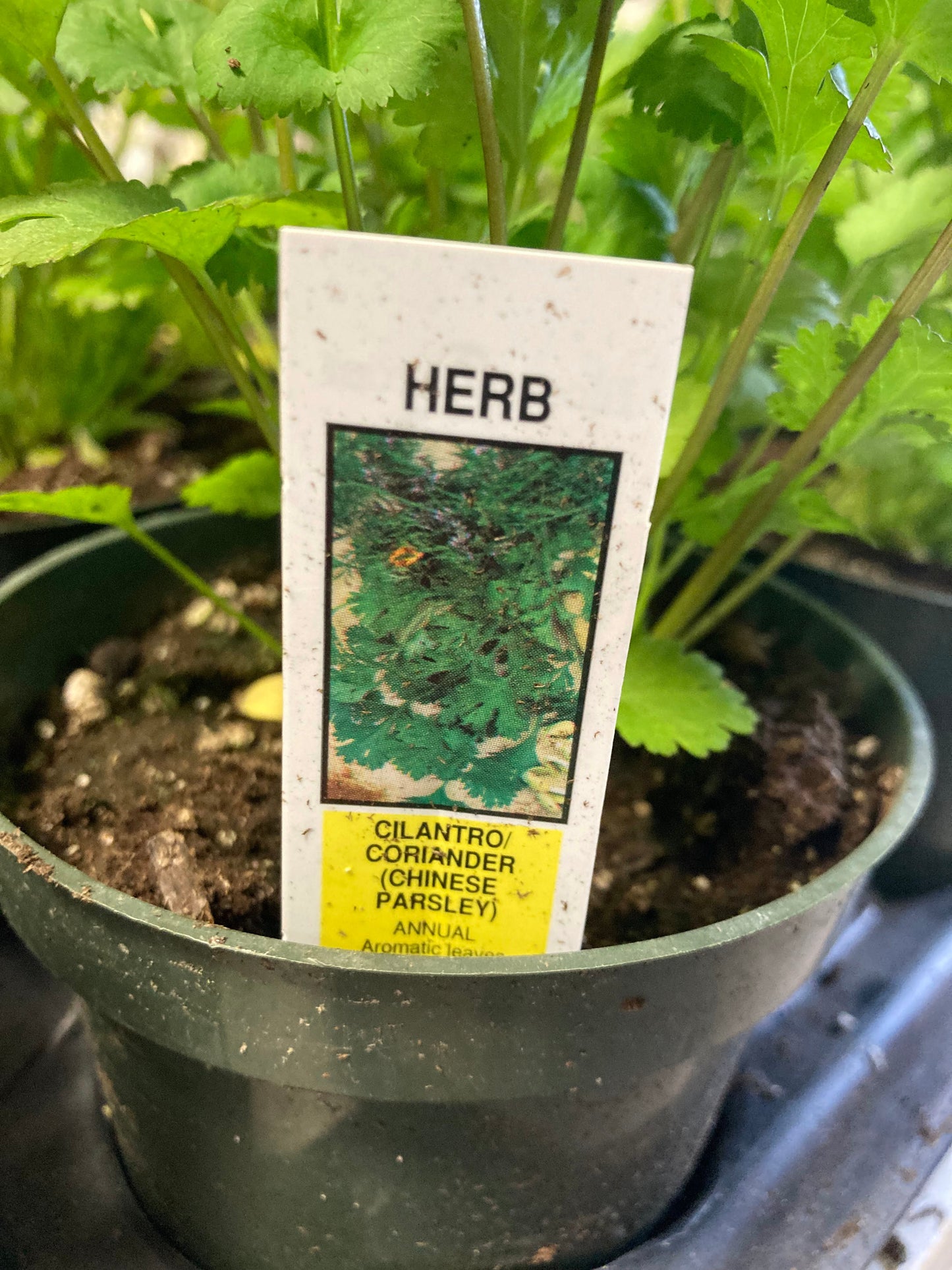 Cilantro