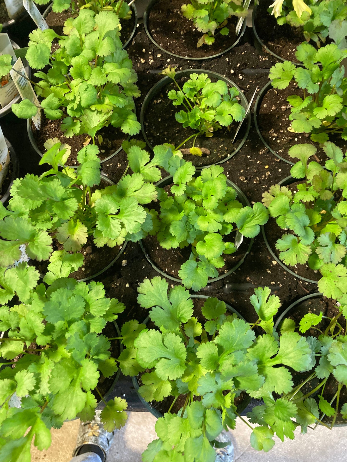 Cilantro