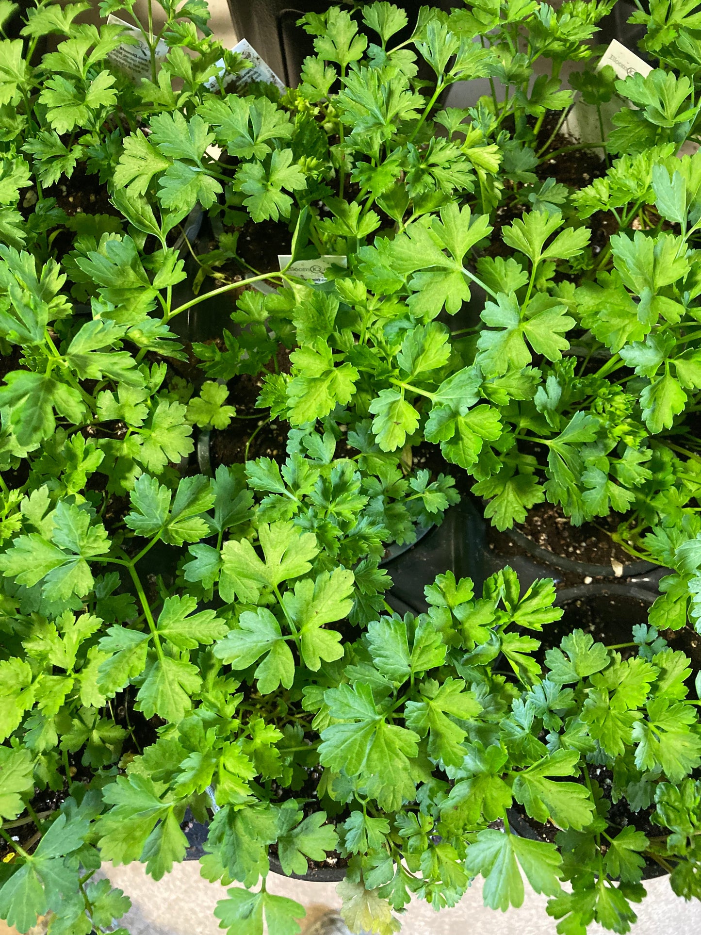 Italian Parsley