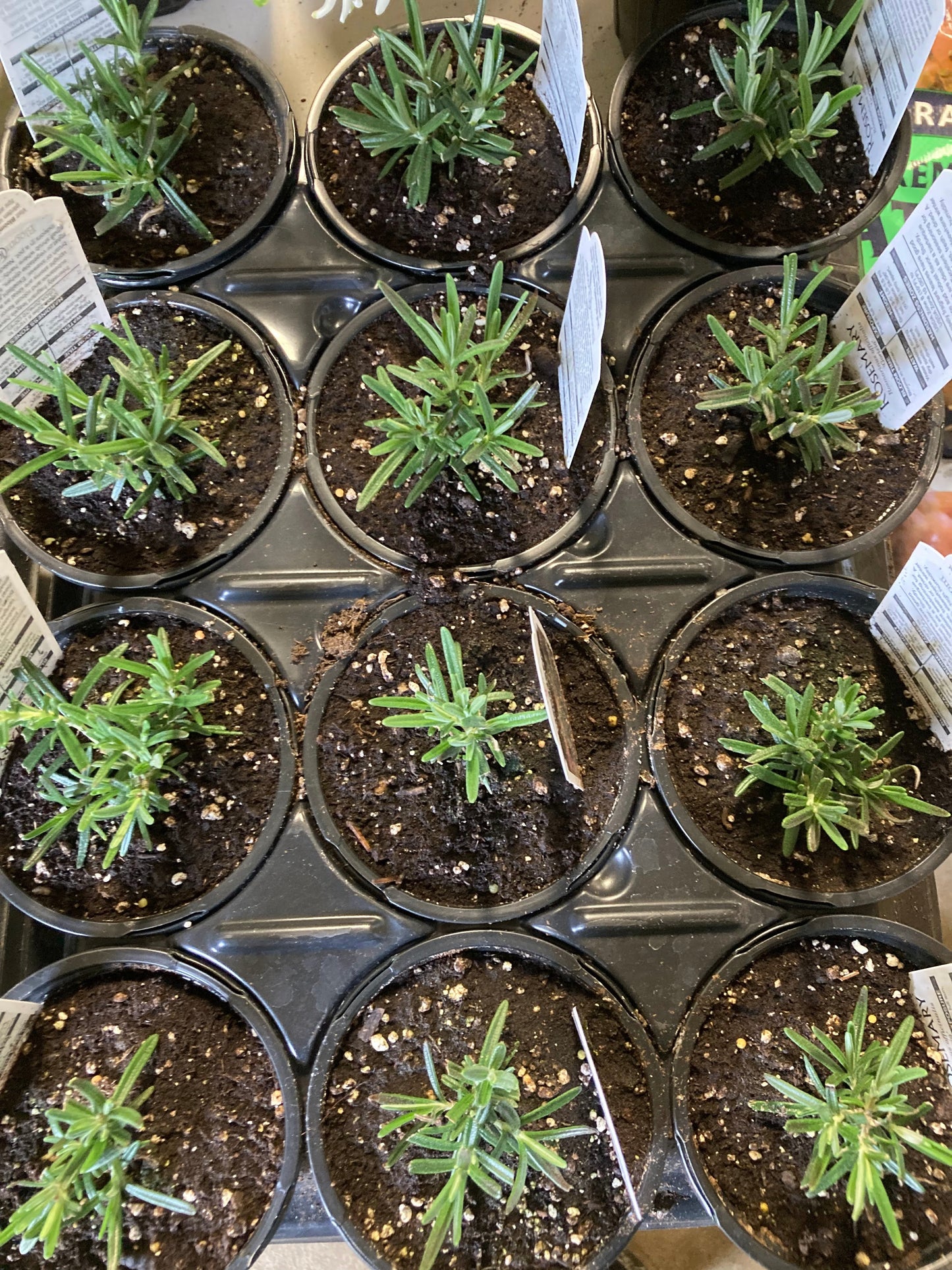 Rosemary