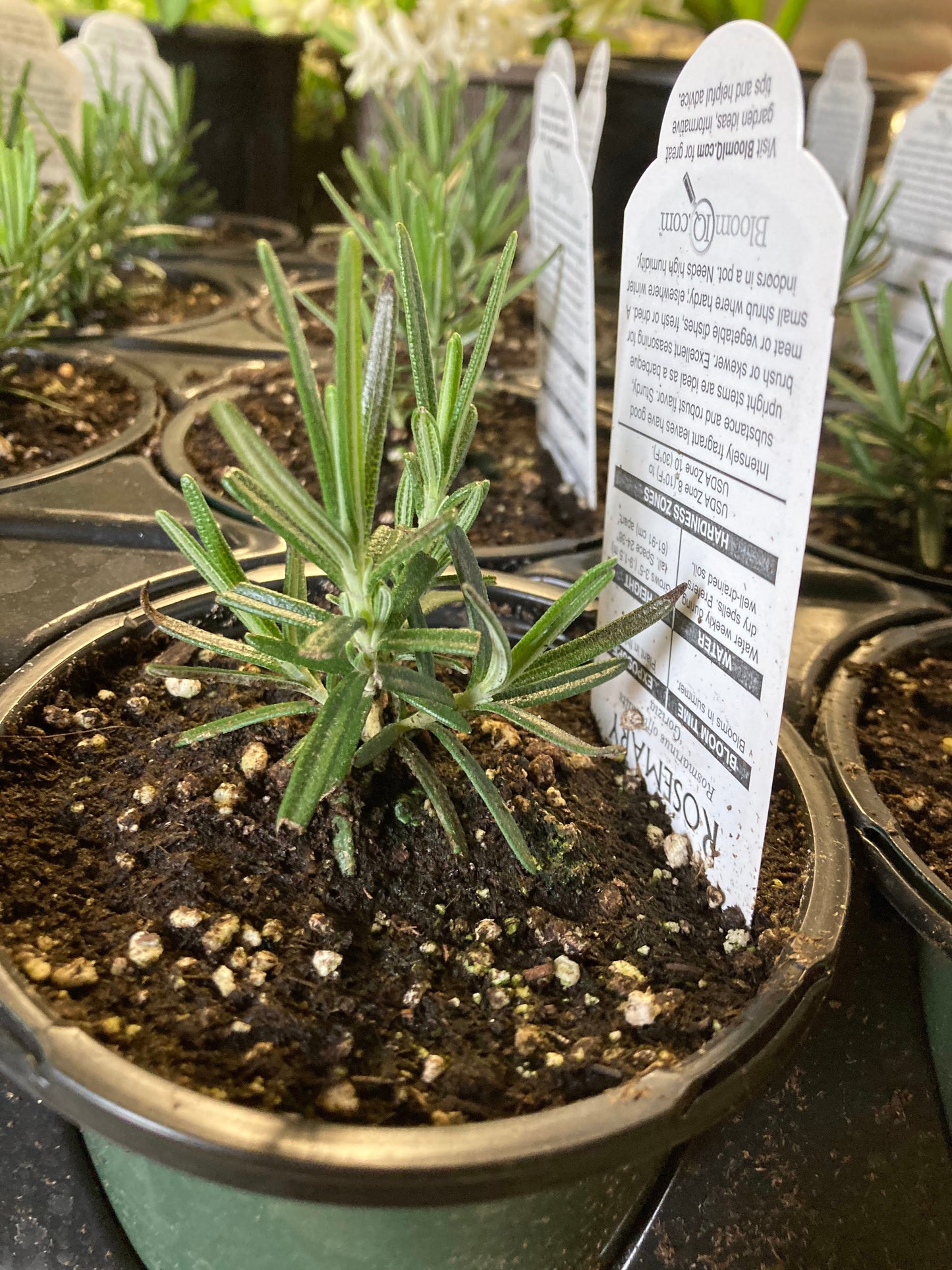 Rosemary