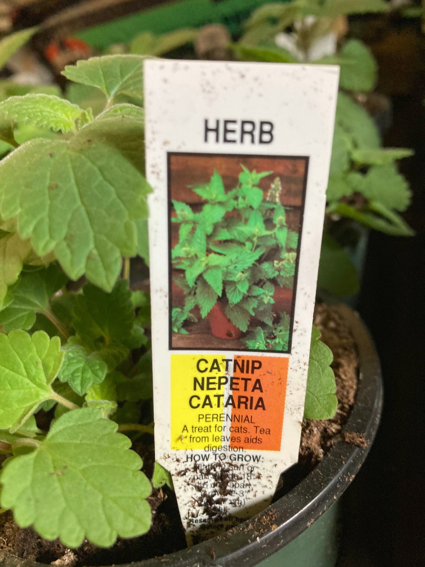 Catnip