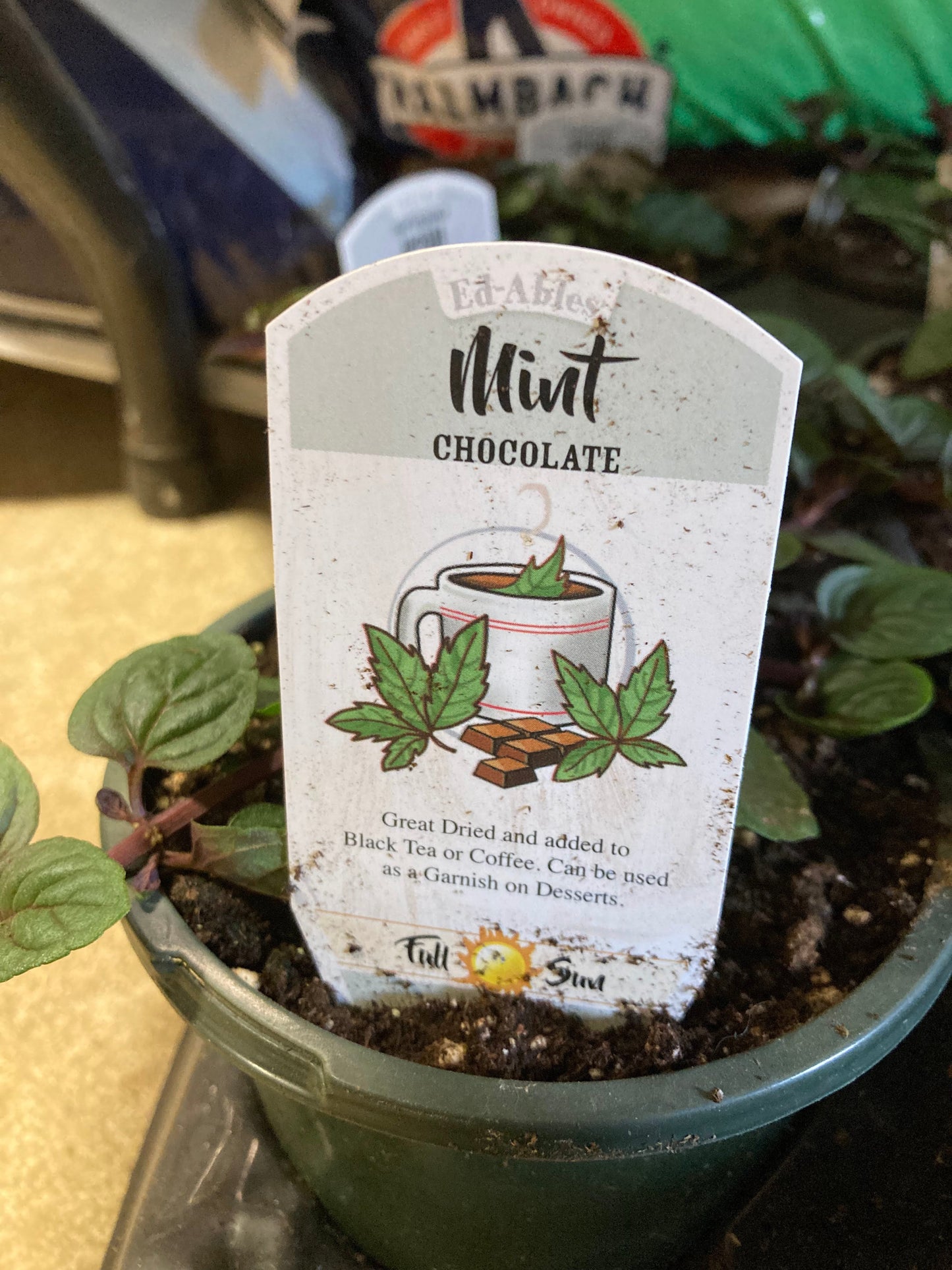 Mint (Chocolate)