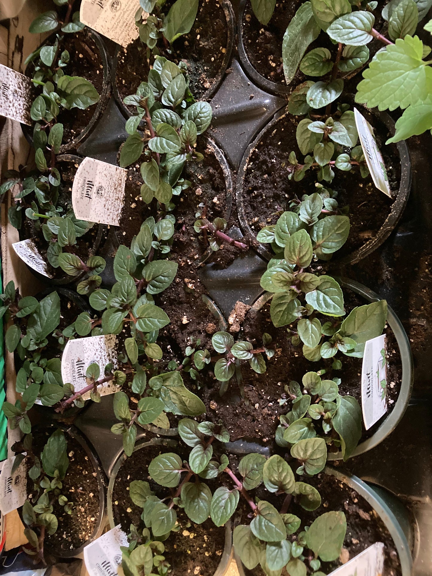 Mint (Chocolate)