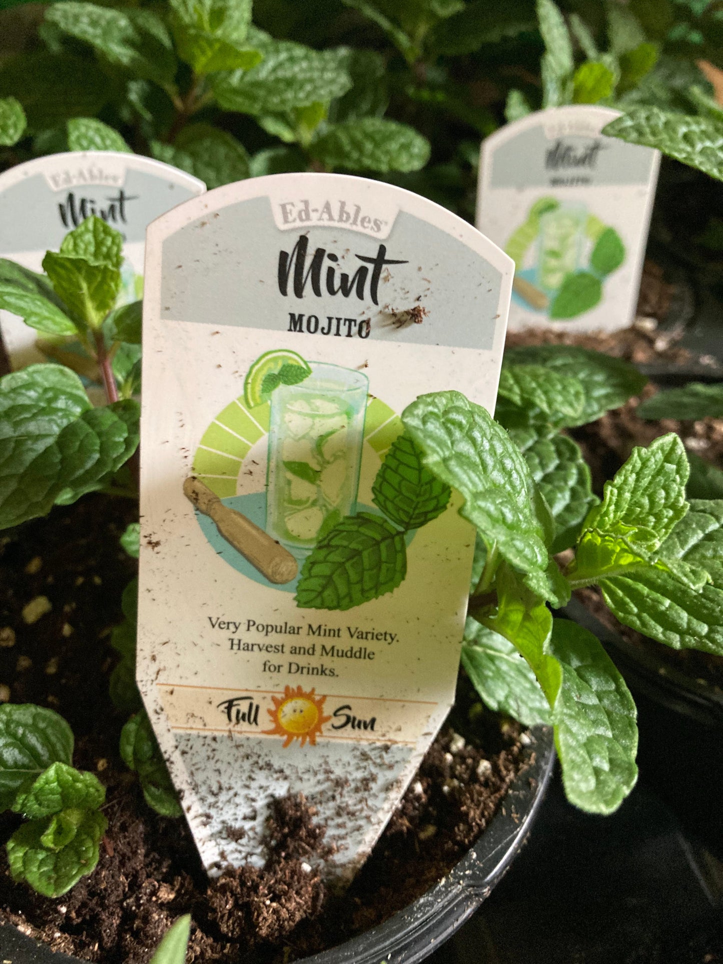 Mint (Mojito)