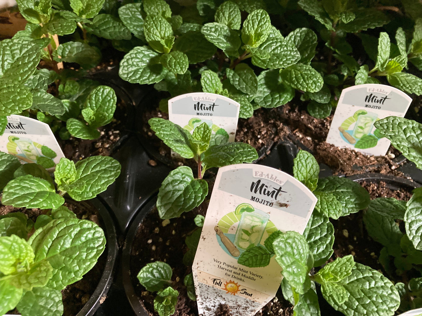 Mint (Mojito)