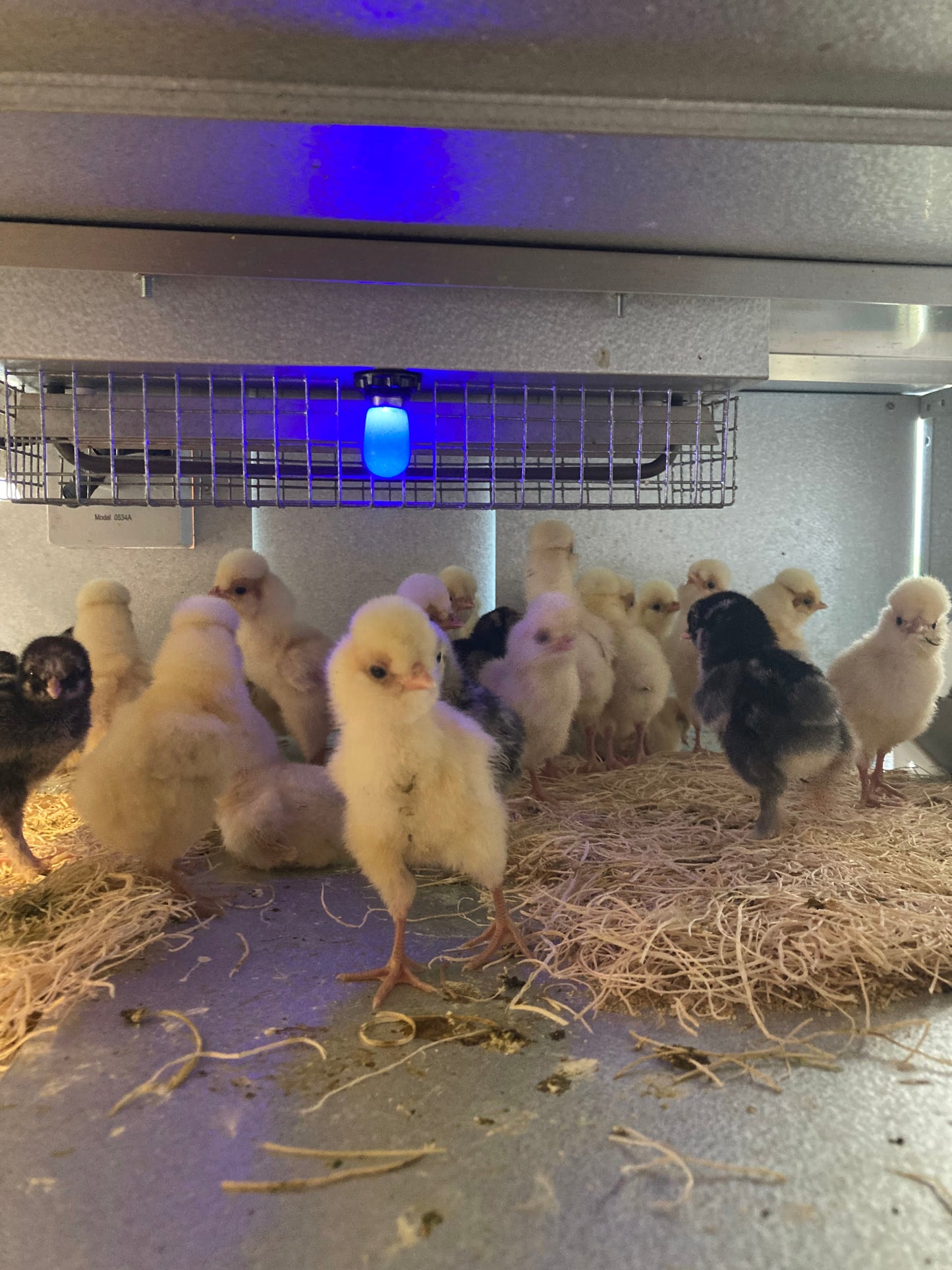 Buff Laced Polish Chicks