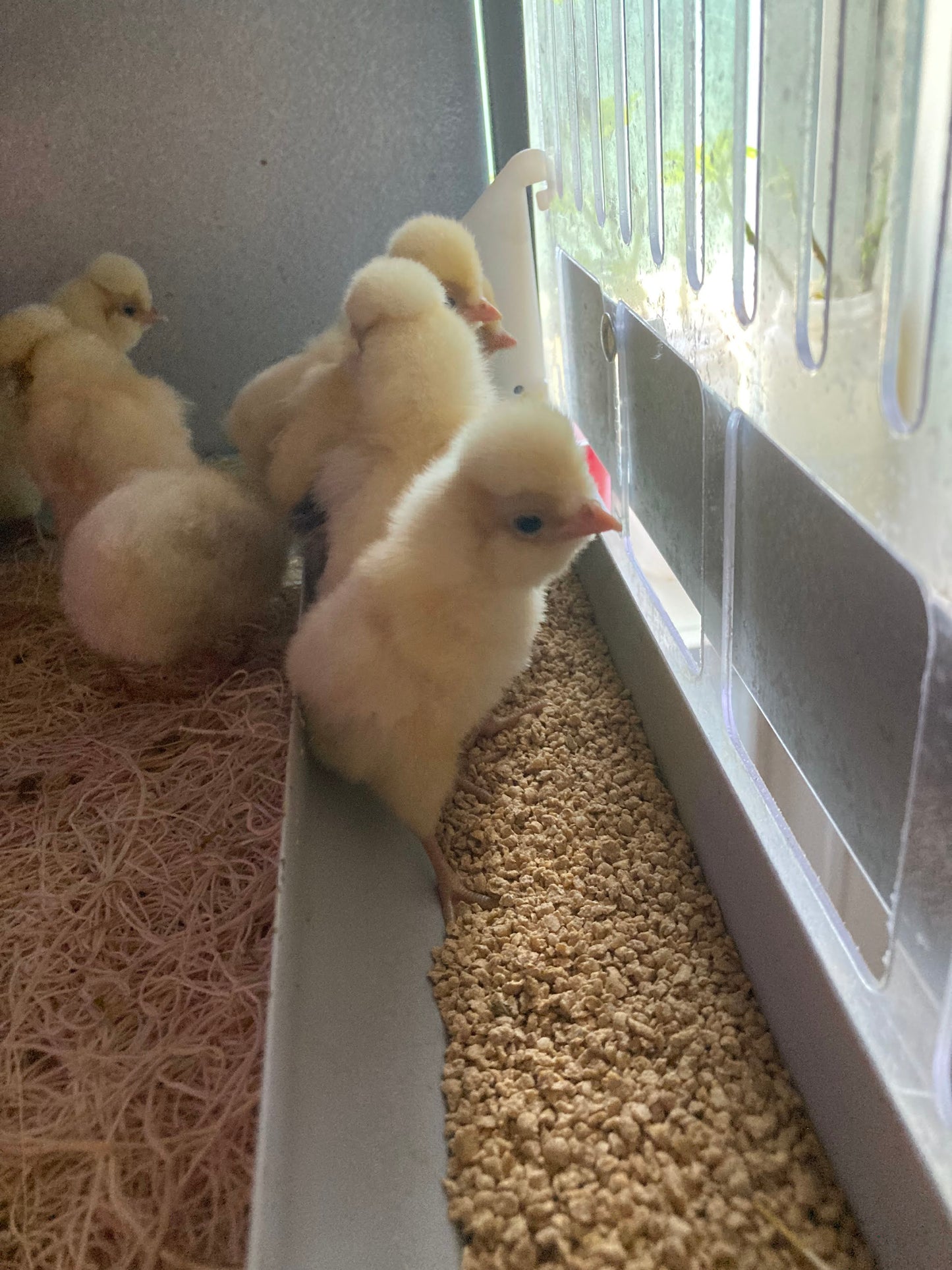 Buff Laced Polish Chicks