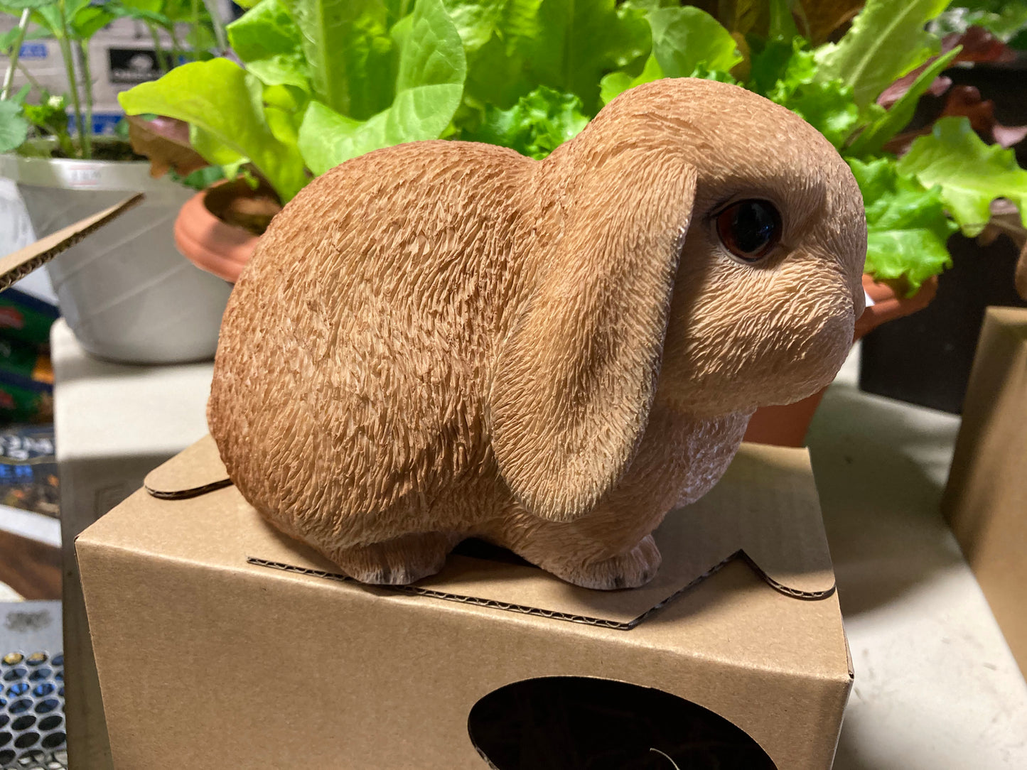 Holland Lop Decoration