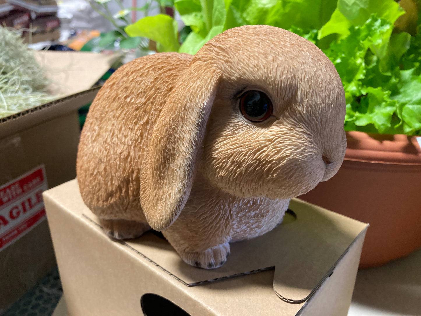 Holland Lop Decoration