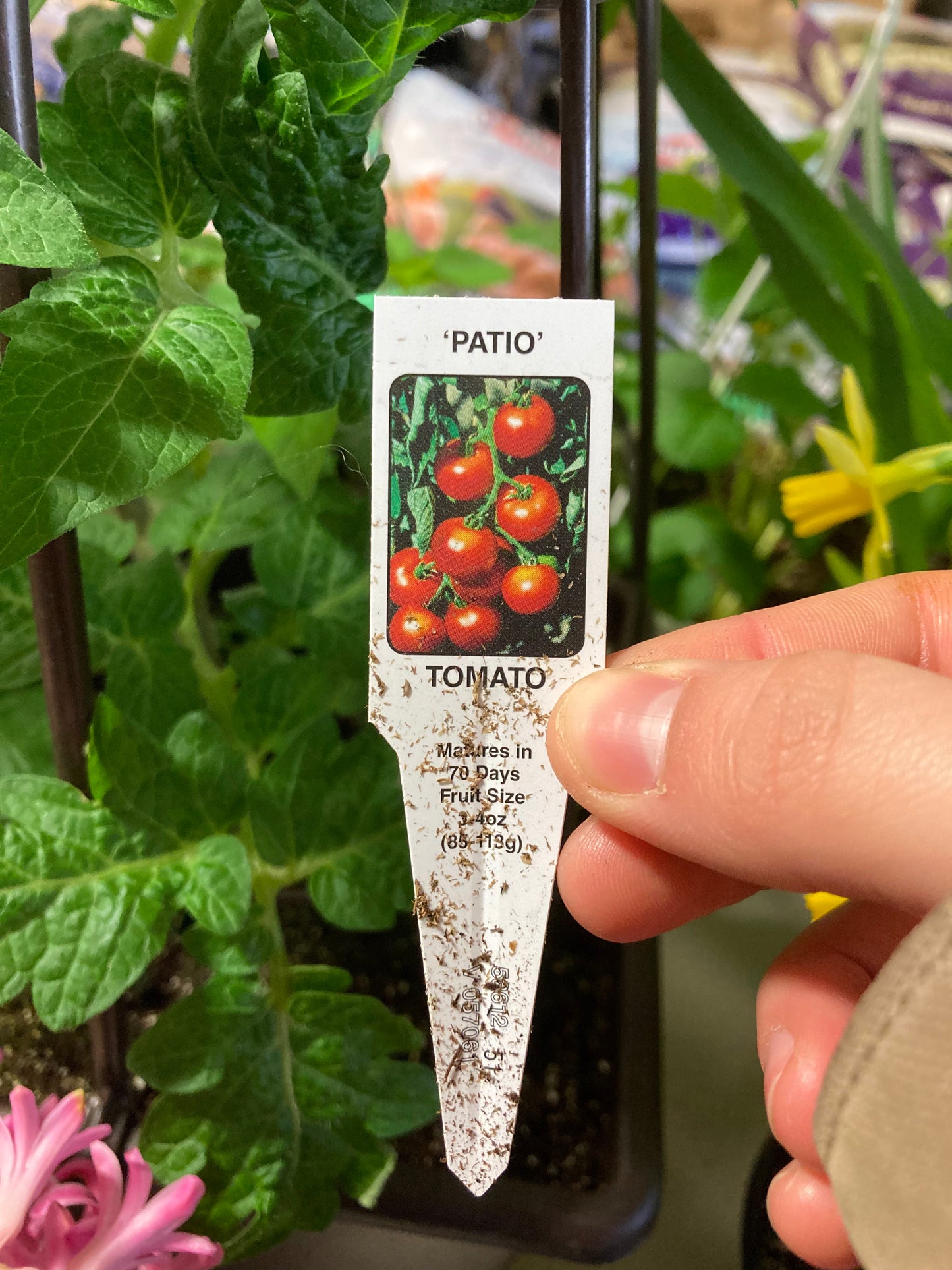 Patio Tomato