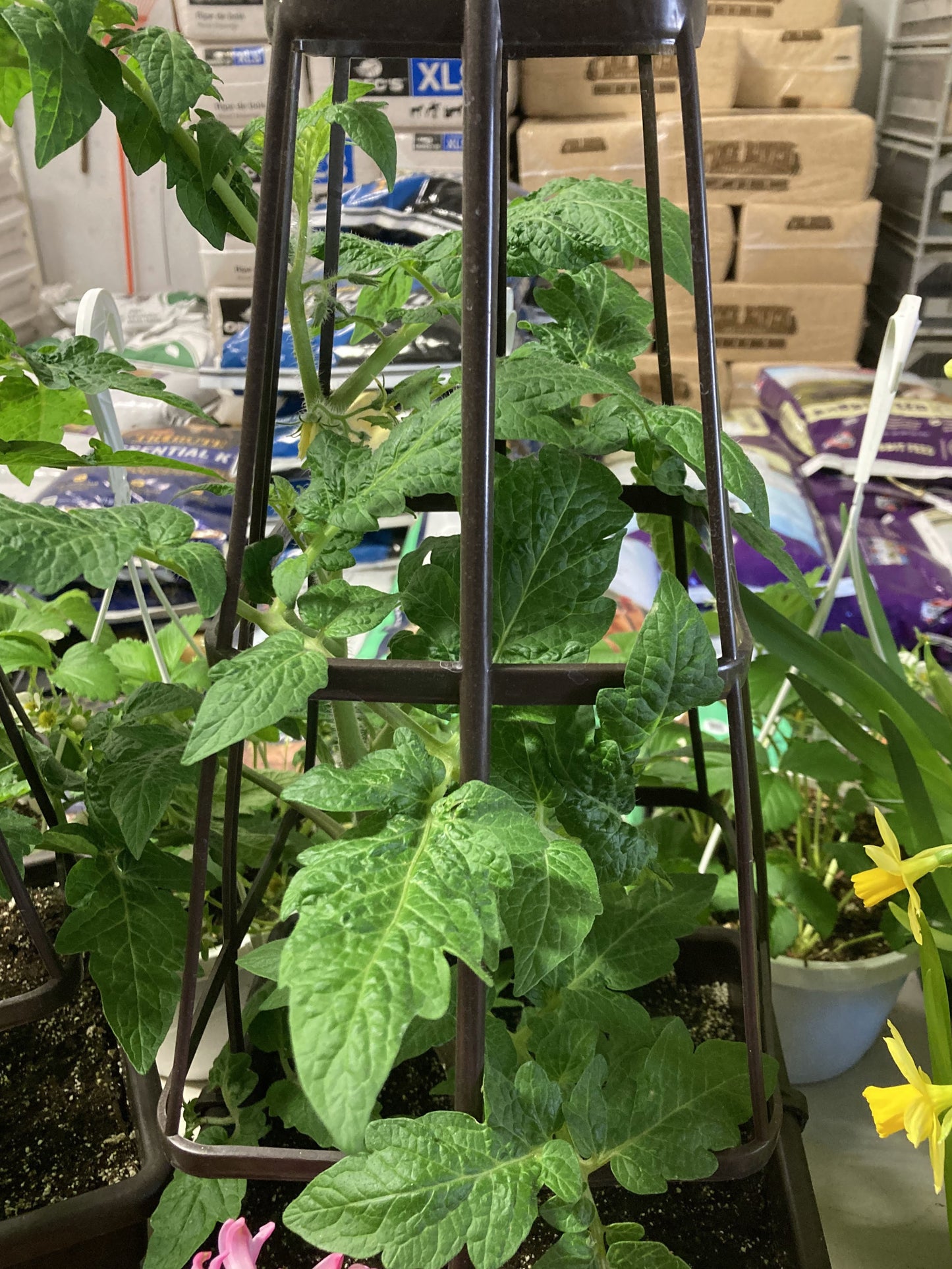 Patio Tomato