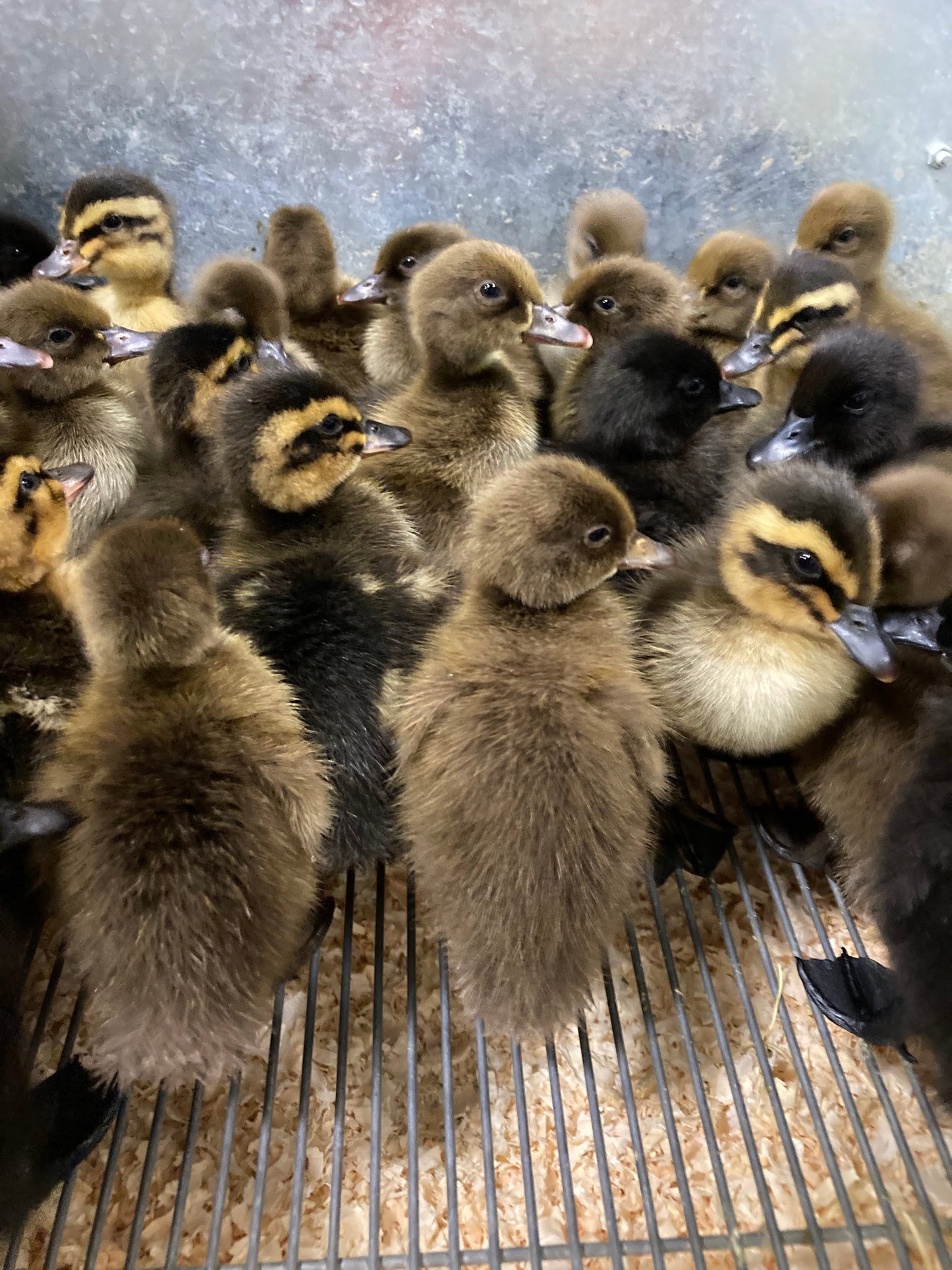 Ducklings Born 04/08/2025