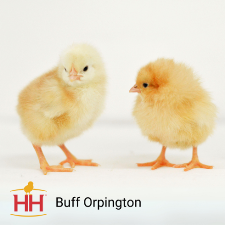 Barred Rock, Buff Orpington, and Rhode Island White Chicks Coming 07/18/2025