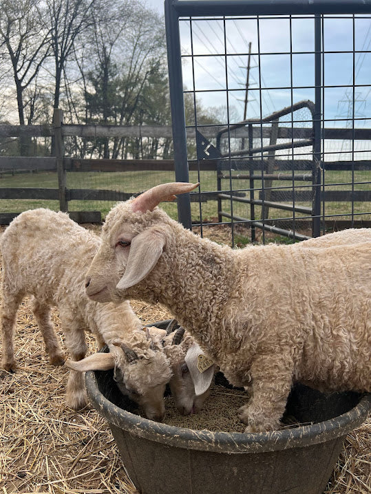 Angora Goats