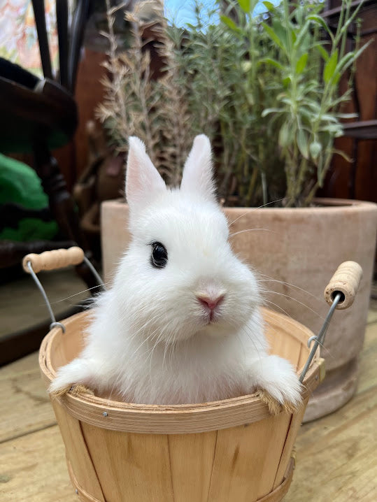 Blanc De Hotot Rabbits