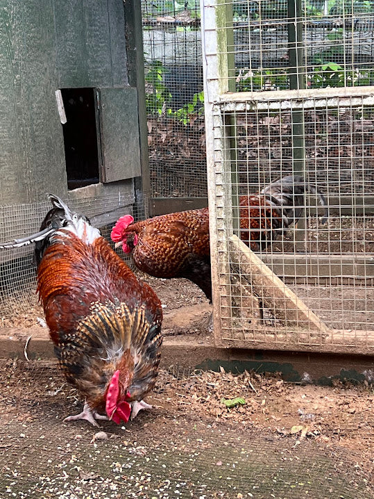 All Roosters