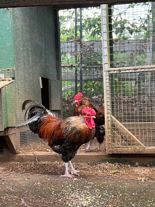 All Roosters