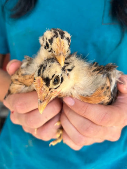 Sicilian Buttercup Chicks