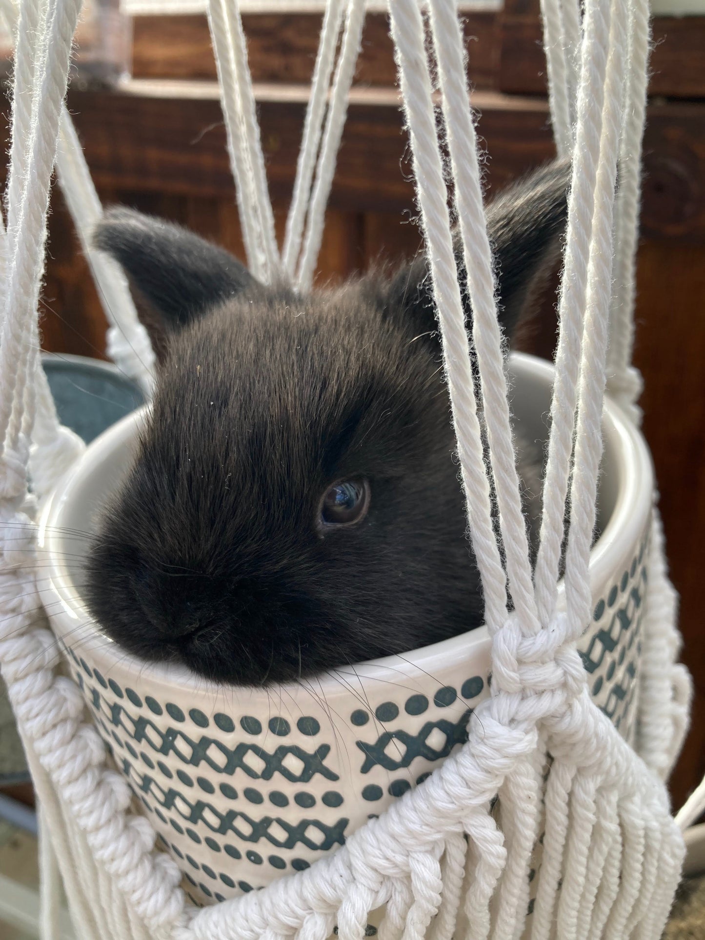 Holland Lop Bunnies Born 03/13/2025