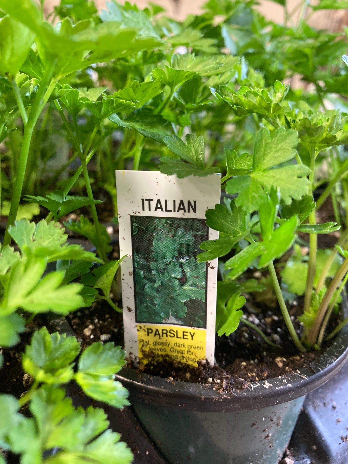 Italian Parsley