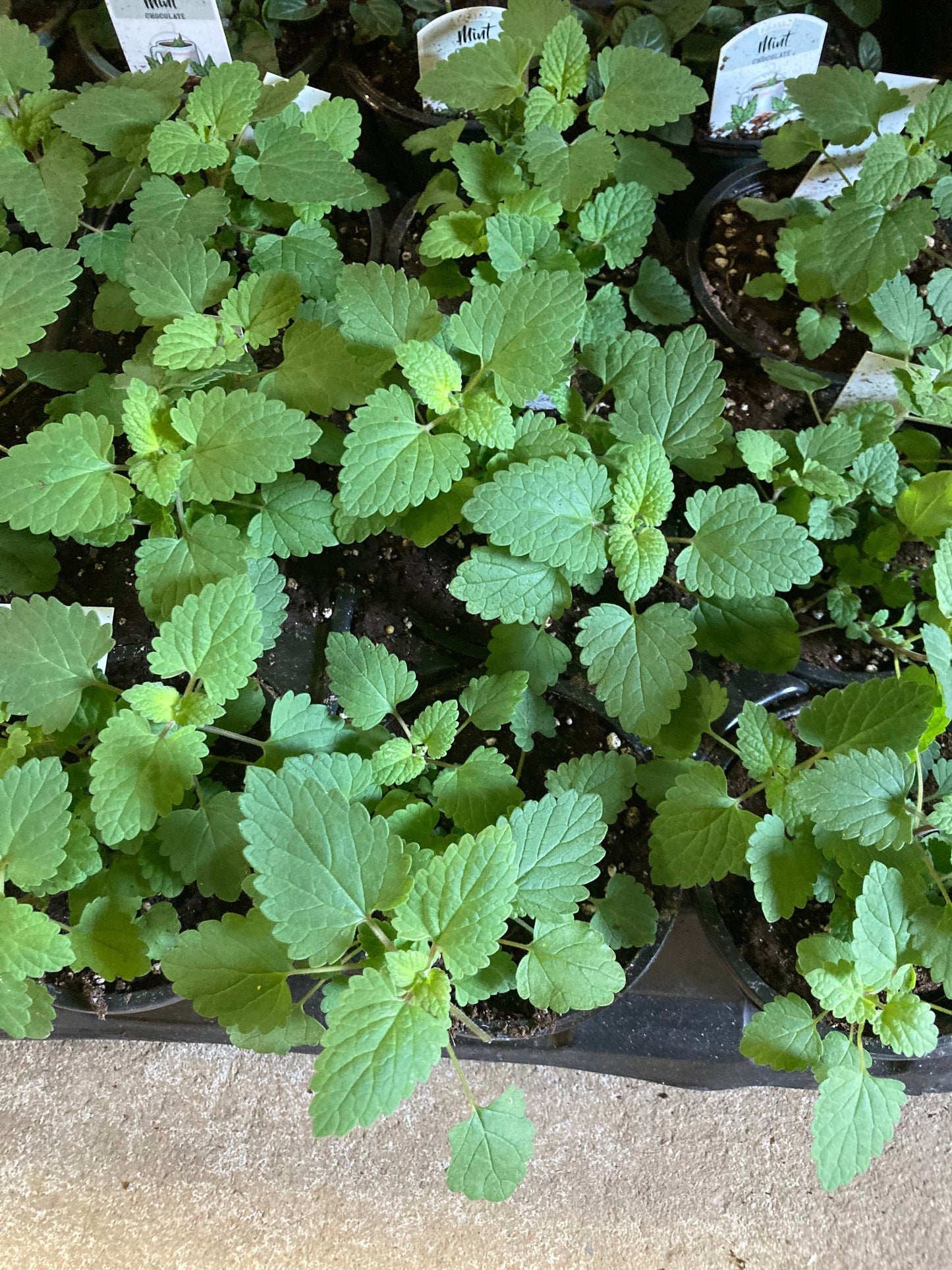 Catnip