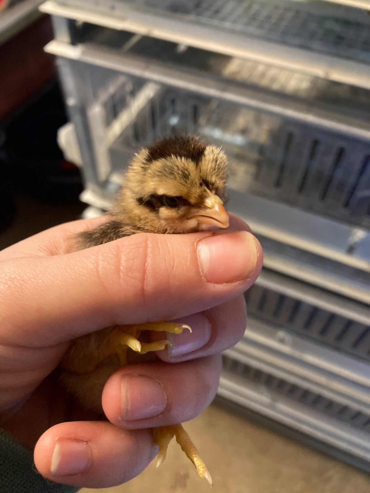 Single Comb Brown Leghorn Chicks