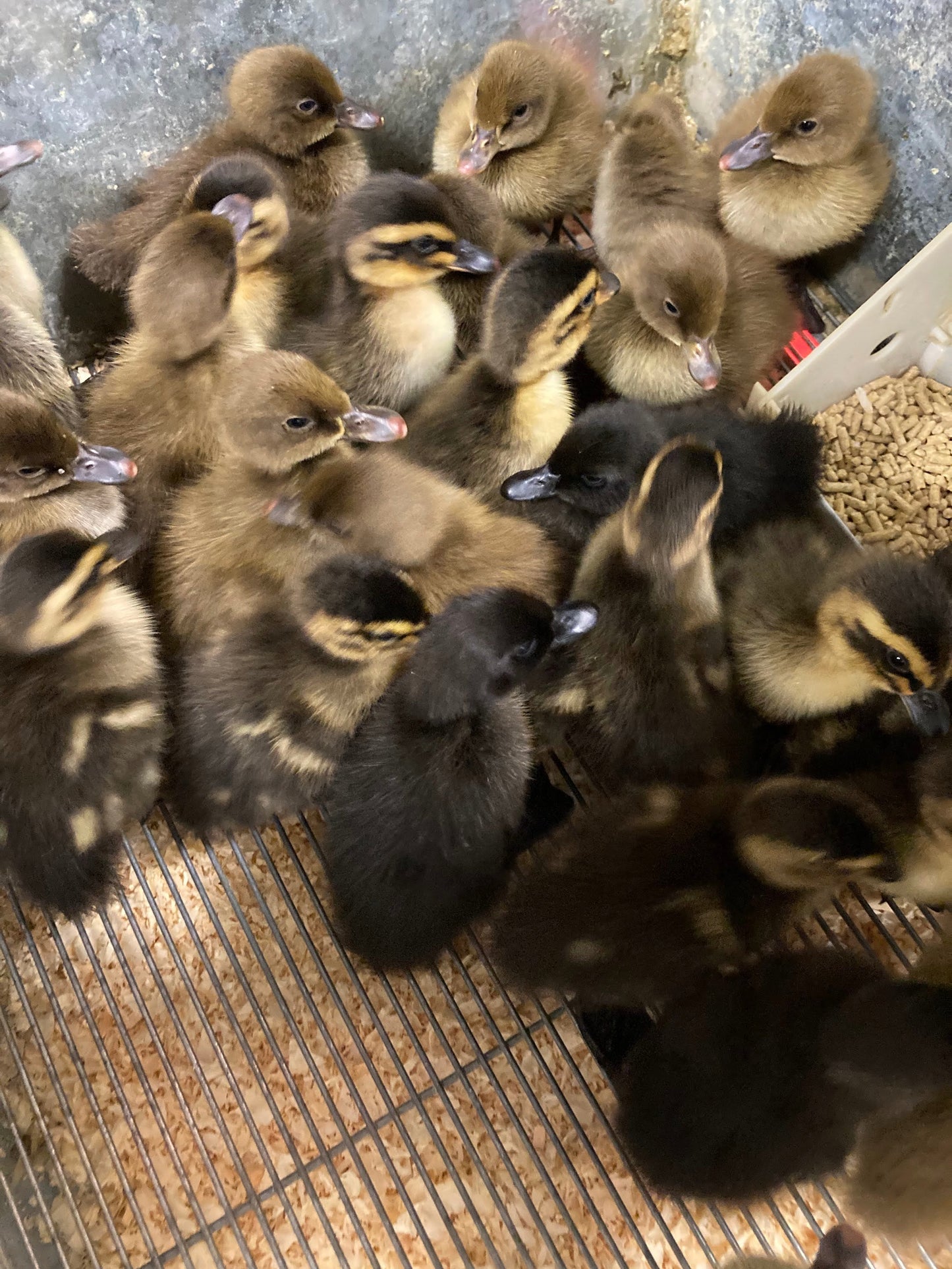 Ducklings Born 04/08/2025