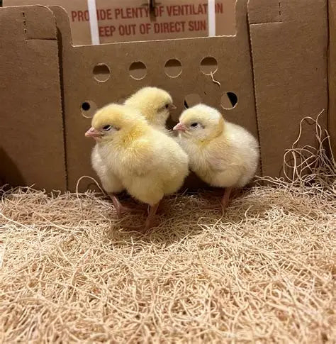 Barred Rock, Buff Orpington, and Rhode Island White Chicks Coming 07/18/2025